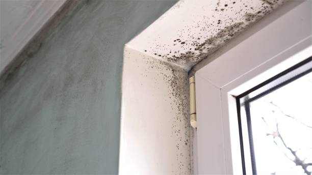 Certified Mold Removal in Coosada, AL