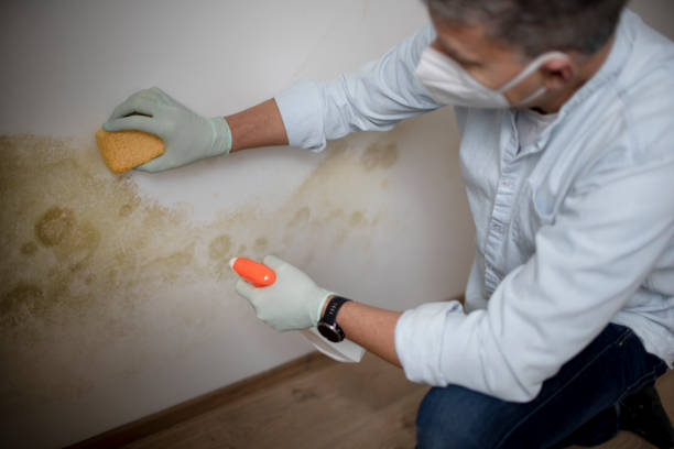 Best Affordable Mold Removal  in Coosada, AL