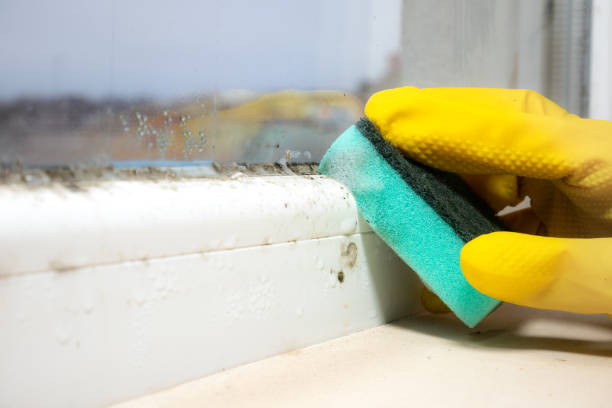 Best Mold Damage Repair  in Coosada, AL